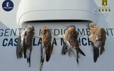 Sancionan a un cazador por abatir cuatro tórtolas.