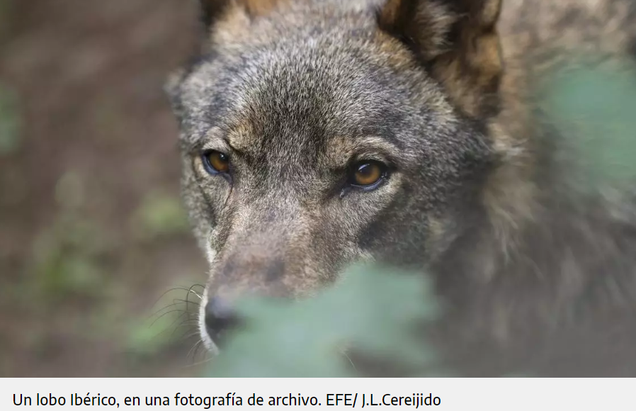 Europa acuerda rebajar la protección del lobo que pasará de “estrictamente protegido” a únicamente “protegido”