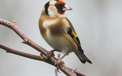 El Seprona libera a 80 jilgueros en una operación contra los cazadores furtivos en la provincia de Cádiz