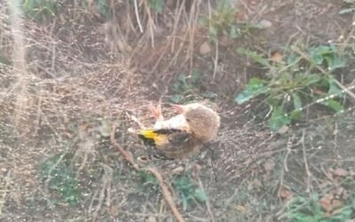 La Guardia Civil sorprende a un hombre cazando jilgueros en Piedrabuena.