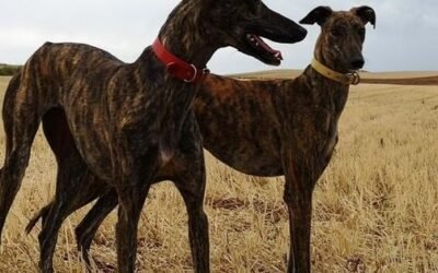 Varios municipios de la provincia afectados por la caza ilegal con galgos