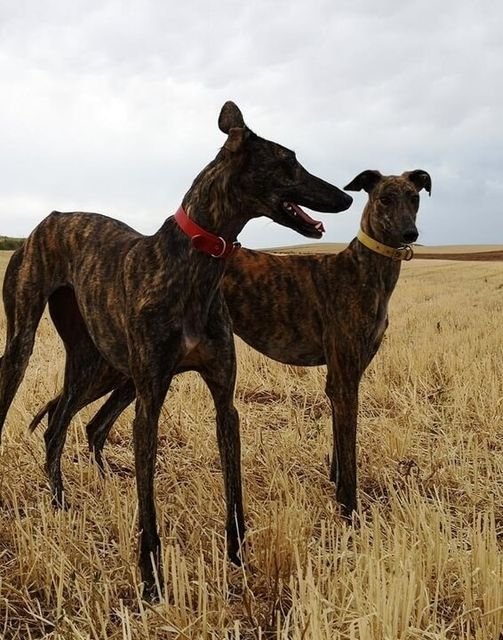 Varios municipios de la provincia afectados por la caza ilegal con galgos