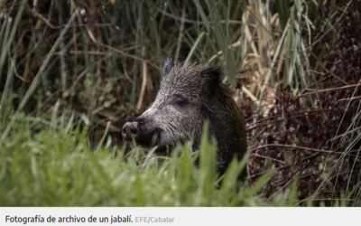 La Xunta autoriza cazar jabalíes sin límite en Galicia desde el sábado