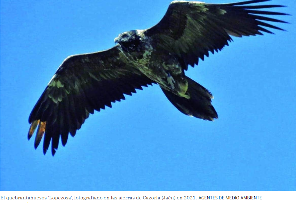 La Guardia Civil investiga a un cazador murciano por la muerte de un quebrantahuesos en Nerpio