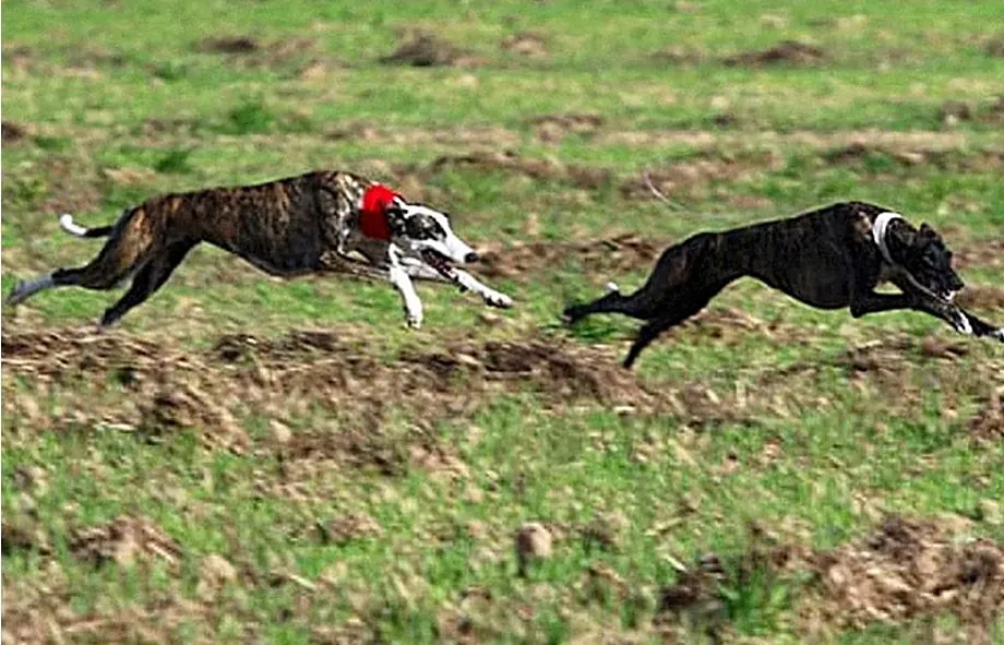 La Guardia Civil detiene al presidente de la Federación Madrileña de Galgos y a otros dos directivos por presunta falsedad documental.