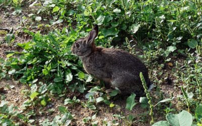 Mil cazadores más combatirán la fauna cinegética