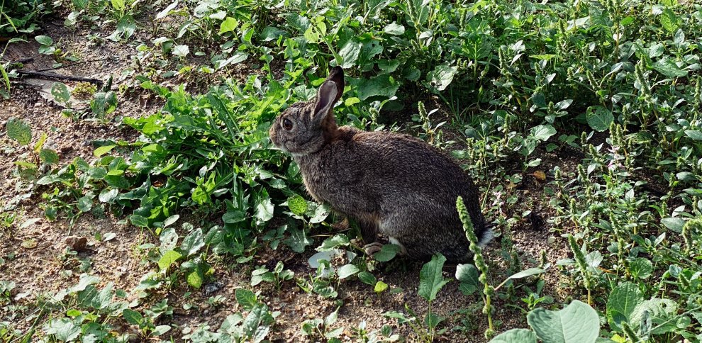 Mil cazadores más combatirán la fauna cinegética