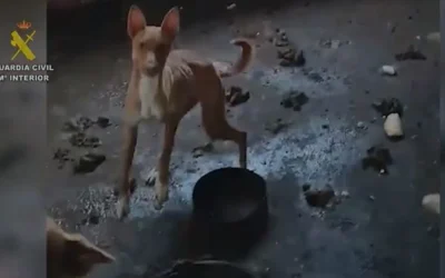 Investigan a un cazador de Cadalso de los Vidrios por maltrato animal tras hallar tres cachorros de perro muertos y otros 11 podencos heridos