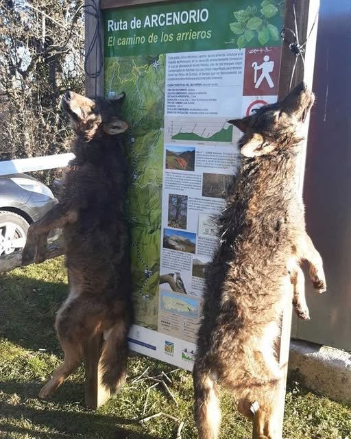 Matan y exhiben dos lobos en Ponga