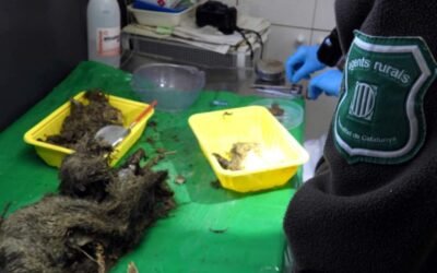 Cazado el cazador: identifican a quien mató un gato ‘fer’ en el Lluçanès y lo condenan a pagar 3.200 euros