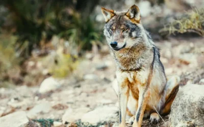 Cantabria inicia el proceso para poder matar lobos, comenzando por dos en Monte Caballar y Sierra de Abanillas que están “causando estragos”