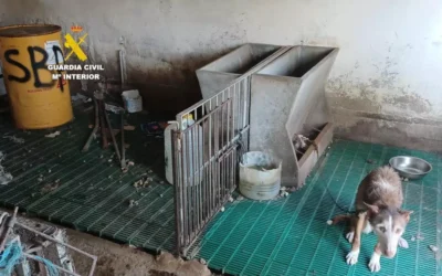 Investigan a un hombre en Santa Magdalena por tener a sus perros abandonados y desnutridos