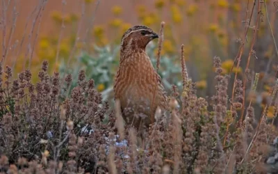 Los cazadores ganan: la codorniz no será declarada en peligro de extinción.