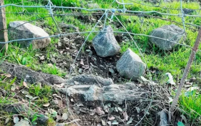 Descubren a un guarda de coto de caza matando zorros con trampas prohibidas en Sevilla