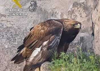 SEPRONA rescata a un águila real herida por el disparo de un arma de caza