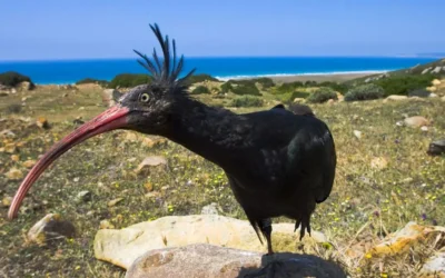 Denuncian la muerte de una de las aves más amenazadas del mundo en un coto de caza en Extremadura.