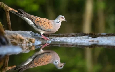 ¿Cómo van a controlar la caza de la tórtola? «Verificar las aves que se matan es ciencia ficción»