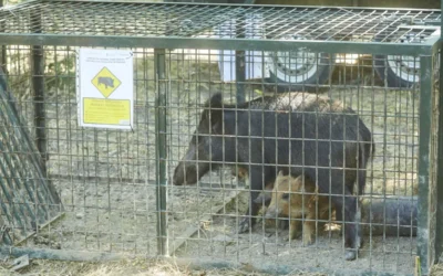 Madrid permitirá la caza regulada del jabalí por sobrepoblación.