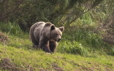 Ratifican la condena a un cazador por disparar a una osa en Vañes