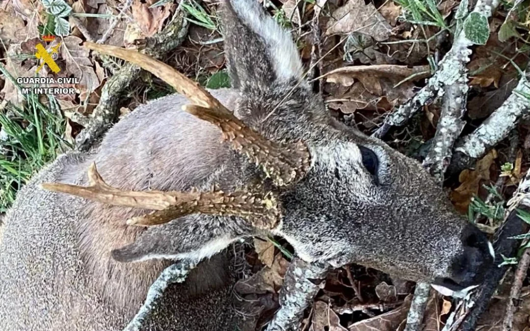 Sorprendido un cazador furtivo en un coto de la Montaña Palentina.