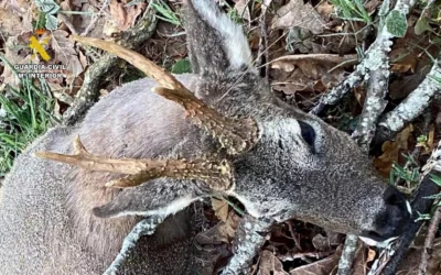 Sorprendido un cazador furtivo en un coto de la Montaña Palentina.