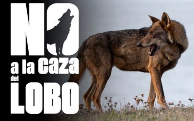 ¡Tu voz puede salvar al lobo! Participa ya en la consulta pública
