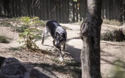 El Gobierno de Cantabria inicia la caza de lobos en Campoo y Polaciones.