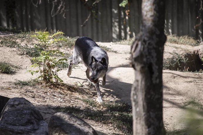 El Gobierno de Cantabria inicia la caza de lobos en Campoo y Polaciones.