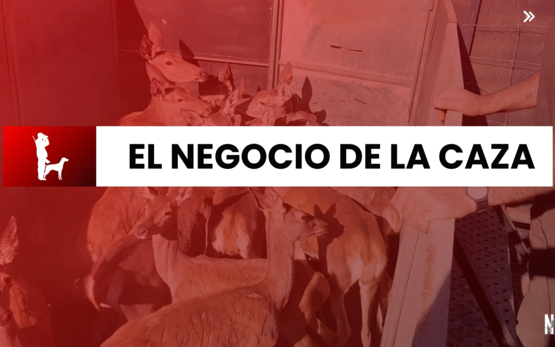 Vacas, cerdos y pollos… ¿Ciervos? La cría cinegética en granjas» Mesa debate en RivasVeganFest 2025