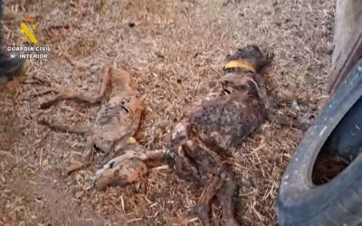 La foto de la vergüenza de 32 galgos abandonados, encadenados, muertos