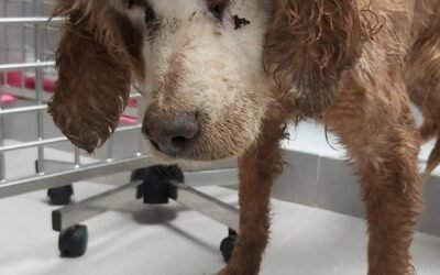 Denuncian la dejadez de un cazador con sus dos perros en Fornells: enjaulados y con suciedad.