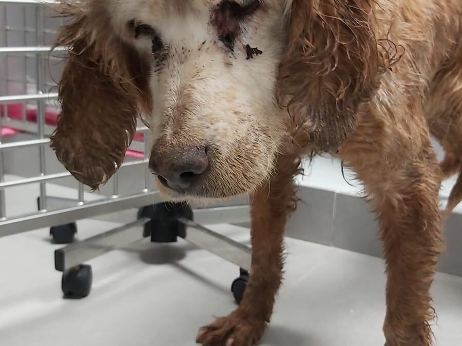 Denuncian la dejadez de un cazador con sus dos perros en Fornells: enjaulados y con suciedad.
