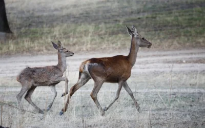 Denuncian la caza furtiva de ciervas de forma continuada en Berrocal (Huelva).