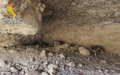 La Guardia Civil rescata a varios cachorros de galgo en una gruta de Santomera.