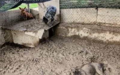 Investigados dos hombres en Lodosa por maltratar a 24 perros.