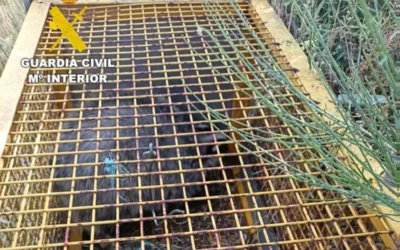 Investigan a un cazador furtivo por capturar y matar a una especie protegida.