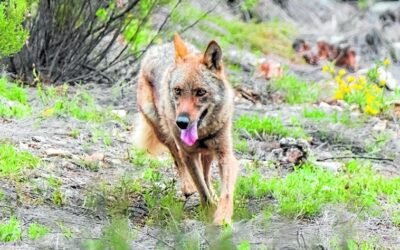 Solicitan la suspensión de la caza y los controles de lobo en las zonas afectadas por los incendios forestales.