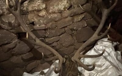 Los Mossos descubren el escondite del botín de unos cazadores furtivos.