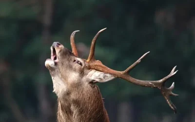 Varios ciervos decapitados en plena berrea en Campoo-Los Valles: se investiga la caza furtiva