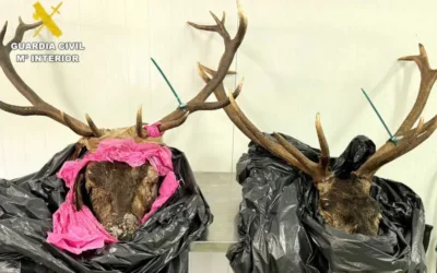 Halladas dos cabezas de venado sin precinto en el maletero de un vehículo cerca de Potes en plena berrea.