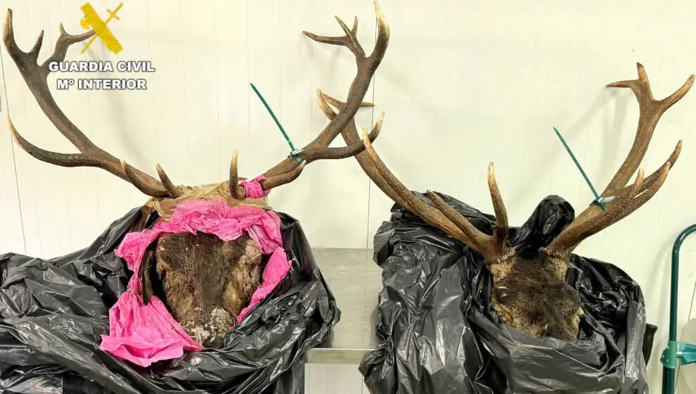 Halladas dos cabezas de venado sin precinto en el maletero de un vehículo cerca de Potes en plena berrea.