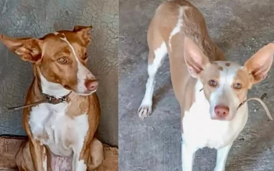 Ola de robos de perros de caza en la provincia: ya van más de 15 este año