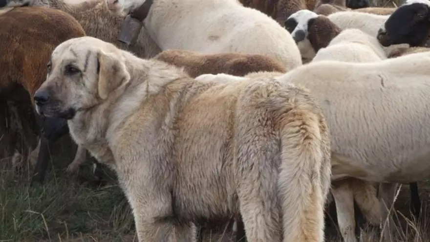 ¿Cuántos años le pueden caer al cazador acusado de matar a bocajarro a un mastín en Zamora?