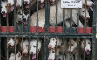 La nueva y perversa cacicada para maltratar a los perros de caza.