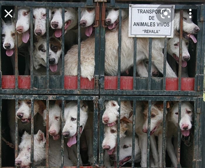 La nueva y perversa cacicada para maltratar a los perros de caza.