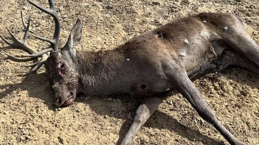 Denuncian la práctica de caza ilegal en un área incendiada en el verano en Congosta de Vidriales