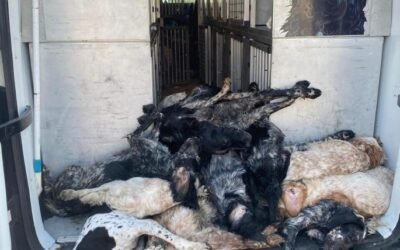 Aparecen muertos una treintena de perros de caza en la bodega de un barco en el puerto de Palma.