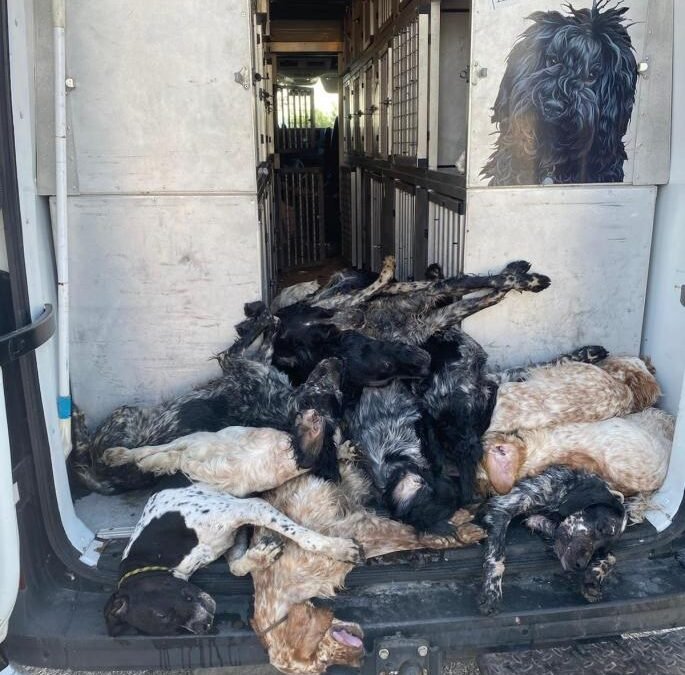 Aparecen muertos una treintena de perros de caza en la bodega de un barco en el puerto de Palma.