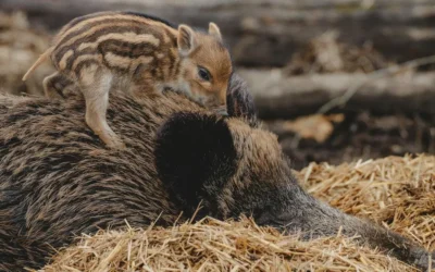 Condenan en Jaén a un hombre a pagar 2.700 euros por matar a palos a una cría de jabalí.