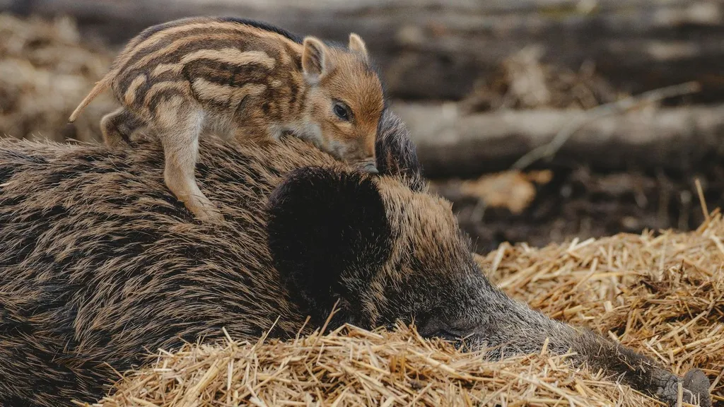Condenan en Jaén a un hombre a pagar 2.700 euros por matar a palos a una cría de jabalí.